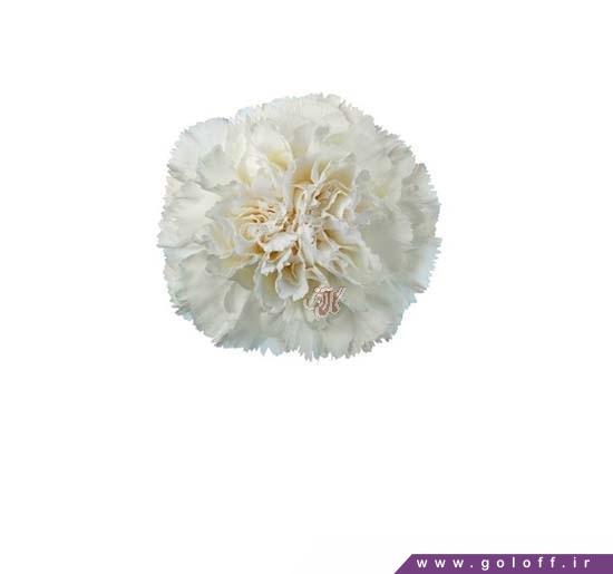 گل میخک پیلار - Carnation | گل آف
